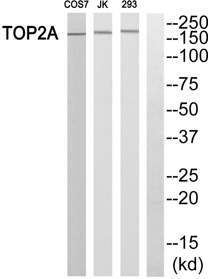 Upload/Product/201762310594467.jpg