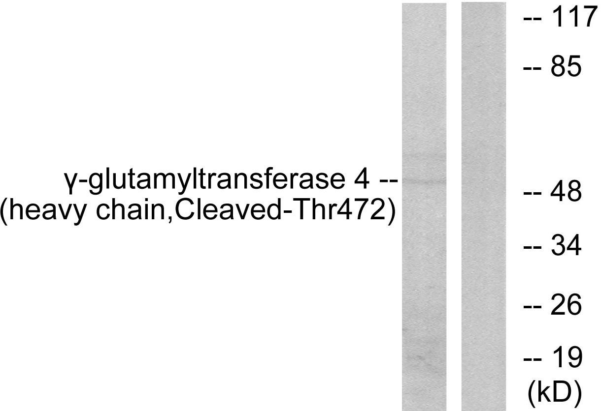 Upload/Product/20193149061124.jpg