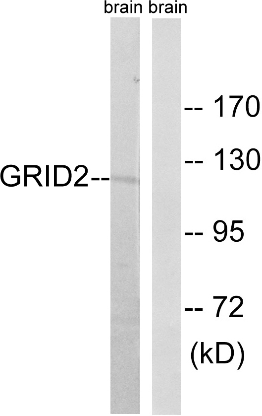 Upload/Product/201941811421568.jpg