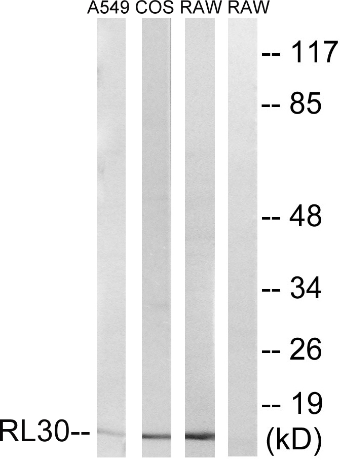 Upload/Product/201991910240753.jpg