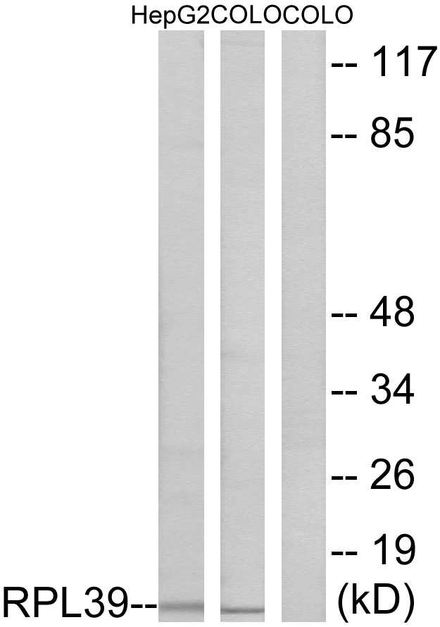 Upload/Product/201991910311870.jpg